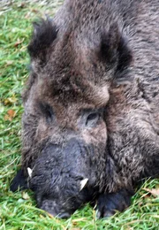 ARD/SWR EISBÄR, AFFE & CO FOLGE 164, "Zoogeschichten aus Stuttgart", Eisbären kommen mit heißen Temperaturen besser zurecht als man denkt. ARD/SWR EISBÄR, AFFE & CO FOLGE 164, "Zoogeschichten aus Stuttgart", Eisbären kommen mit heißen Temperaturen besser zurecht als man denkt.