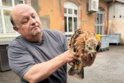 SRF DOK Die Rückkehr der grossen Vögel Biologe Adrian Aebischer mit seinem Forschungsobjekt – dem Rotmilan