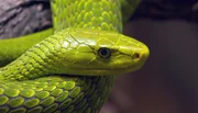 Die Grüne Mamba ist gerettet.