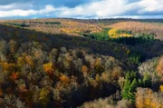 Wälder bedecken rund ein Drittel der Landfläche unserer Erde und spielen eine entscheidende Rolle in den ökologischen Kreisläufen sowie als natürliches Mittel, um Kohlenstoff zu reduzieren.