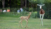 Nachwuchs bei den Mhorrgazellen im Tierpark.