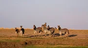 Eine Gruppe von Zebras in den Überschwemmungsgebieten des Chobe-Flusses im Chobe-Nationalpark, Botswana