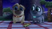 L-R: Rolly, Bingo