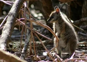 Während die ursprüngliche Tierwelt Australiens extrem bedroht und vielfach bereits ausgerottet wurde, konnte sie sich auf Kangaroo Island weitgehend erhalten. Erst vor etwa 9500 Jahren löste sich die Insel vom Festland. Seitdem ist die Tier- und Pflanzenwelt dort relativ isoliert geblieben. Selbst die Besiedelung vor 200 Jahren hat an dieser Tatsache nur wenig geändert. Frei von Seuchen und anderen Belastungen hat sich hier eine Arche Noah erhalten, die das ursprüngliche Leben auf dem australischen Kontinent spiegelt. Im Bild: ein Wallaby.