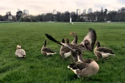 Streifengänse stammen ursprünglich aus Zentral- und Südasien. Hier hat sich ein einzelner Vogel einer Familiengruppe von Graugänsen angeschlossen.