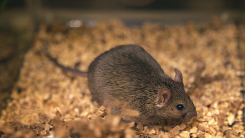 Strange World (USA, 2022)