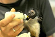 Bei den Affen im Tierpark sind die Dianameerkatzen Hera und Solar das erste Mal Eltern geworden!