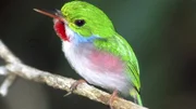 Vielfarbentody, Kuba-Tody.