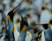 Königspinguin-Kolonie