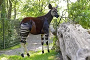 Okapi Bashira kommt heute im Zoo Berlin mit Neuzugang Zuri auf eine gemeinsame Anlage.