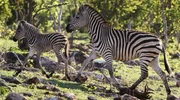 Eine Zebrastute und ihr Fohlen laufen durch den Wald im Chobe-Nationalpark, Botswana.