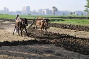 Die traditionelle Landwirtschaft entlang des Nils hat eine moderne Kulisse bekommen. Doch sie ist abhängig vom Wasser und vom fruchtbaren Schlamm des Nils.