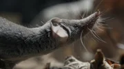Von vielen übersehen, doch dieses Tier hält den Rekord als kleinstes Säugetier der Welt: Die Etruskerspitzmaus.