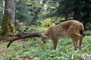 Lange galt er als ausgestorben, doch in den 2000er Jahren tauchte er wieder auf und ist nun im Naturschutzgebiet „Grünes Band Europa“ beheimatet: der Balkanluchs.