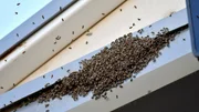A swarm of bees gathers above the press box during during a spring training game between the Milwaukee Brewers and Kansas City Royals in Surprise, Ariz., on Saturday, March 25, 2017. A swarm of bees gathers above the press box during during a spring training game between the Milwaukee Brewers and Kansas City Royals in Surprise, Ariz., on Saturday, March 25, 2017.