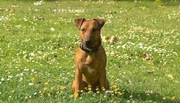Heideterrier Rufus soll zum Sprengstoffspürhund ausgebildet werden.