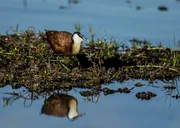 Ein afrikanischer Jacana auf der Suche nach kleinen Fischen und Insekten, von denen er sich ernähren kann.