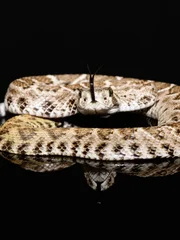 Western diamondback rattlesnake or Texas diamond-back (Crotalus atrox) on solid black background
