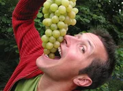 Willi Weitzel möchte wissen, wie aus Trauben Wein gemacht wird. Er verfolgt den Weg der Trauben bis in die Flasche. Willi Weitzel möchte wissen, wie aus Trauben Wein gemacht wird. Er verfolgt den Weg der Trauben bis in die Flasche.