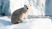Wenn das Eis zu brechen beginnt, wird die Jagd für den Eisbären viel schwieriger.