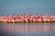 In den Anden bietet eine Kette von Salzseen in über 4000 Meter Höhe Flamingo-Kolonien sichere Refugien. Wenn sie sich zur Fortpflanzung treffen, führen sie sonderbare Tanzparaden auf. Die genauen Regeln sind ein Mysterium, aber irgendwie hilft die Performance bei der Partnerwahl.