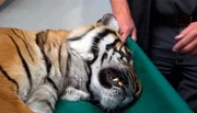Zoo Berlin: Tigerin Thaya ist ernsthaft krank