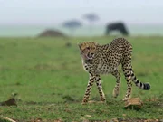 Gepard