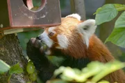 Katzenbärin Tabea im Tierpark Berlin.