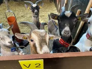 Wie schlau sind Ziegen? Das wird am Forschungsinstitut für Nutztierbiologie in Dummerstorf anhand von Experimenten untersucht.