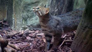 Die Anlage der Rostkatzen im Zoo Berlin bekommt eine Verschönerungskur.