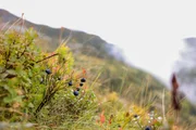 Rote Hänge prägen besonders die Berglandschaft des Kosovos. Der Grund: wilde Heidelbeersträucher.