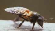 Die Apis dorsata, oder Riesenhonigbiene hat in etwa die Größe einer europäischen Hornisse und ist besonders aggressiv.