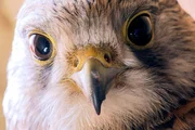 Turmfalke.