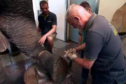 Elefant Tanja bekommt eine Pediküre.