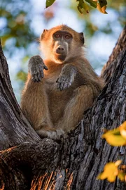 Bärenpavian, Die Paviane sind in den Bäumen ziemlich sicher. Aber wenn sie auf den Boden fallen, sind Leoparden und Krokodile im Okavango eine große Bedrohung.