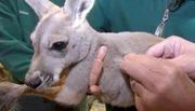 Das Kängurubaby wird gechippt.