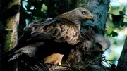 Der Rotmilan brütet vor allem in offenen, mit kleinen Wäldern oder Gehölzen durchsetzten Landschaften.