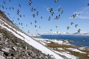 Die kleinen Alkenvögel kehren zu ihren über 200 Brutplätzen auf Svalbard zurück. Die zahlreichsten Vogelart im Archipel.