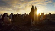 Über eine Million Kehlstreifpinguine leben auf der entlegenen Zavodovski Island im großen Südpolarmeer. Es ist die größte Pinguinkolonie der Welt.