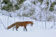 Fuchs in der winterlichen Rhön.