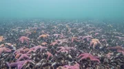 NORDDEUTSCHER RUNDFUNK Unsere Meere – Unbekannte Ostsee (Folge 4) Der Bestand von Miesmuscheln geht stetig zurück. Die wenigen verbliebenen Kolonien locken daher Seesterne in Scharen an.