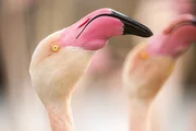 In der Camargue ziehen die Rosaflamingos ihre Jungen auf, stets aufmerksam auf ihre Um-gebung – ihre ungestörten Nistplätze sind für sie von größter Bedeutung.