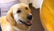 Diabeteswarnhund Baja hat immer Thomas Stolls Gesundheit im Auge.
