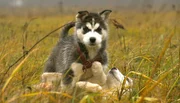 ARD/NDR SPÜRNASE, FÄHRTENSAU & CO. (14), "Maja im Hundesalon". Noch dürfen die angehenden Schlittenhunde ausgiebig herumtollen.