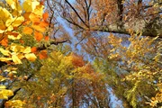 Herbstwald.