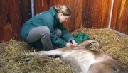 ARD/NDR LEOPARD, SEEBÄR & CO., FOLGE 154, am Freitag um 16:10 Uhr im ERSTEN. Für den Umzug muss Dr. Adriane Prahl die Onager narkotisieren.