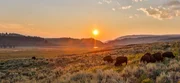 YELLOWSTONE, WYO.: Bison herd in summer evening light during the bison rut.