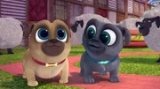 L-R: Rolly (voiced by Sam Lavagnino), Bingo (voiced by Issac Ryan Brown)