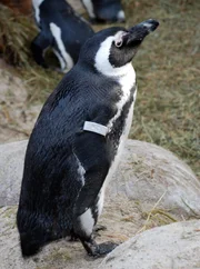 Noch wirkt der Frack des Pinguins ganz tadellos. Aber bald, wenn die Mauser beginnt, sieht er aus wie gerupft.
