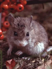 Northern Grasshopper Mouse (Onychomys Leucogaster). Photographed by acclaimed wildlife photographer and writer, Dr. William J. Weber.